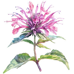 Wall Mural - A watercolor vector of Bee Balm flower, isolated on a white background. Bee Balm flower vector.