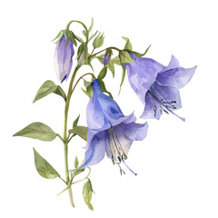 Wall Mural - A watercolor illustration of Bellflower, isolated on a white background. Bellflower vector.