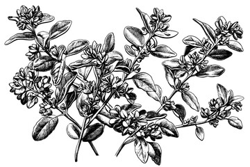 Poster - On a white background, thyme branches and flowers are hand drawn in a modern style.