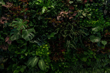 Wall Mural - abstract green leaf texture, tropical leaf foliage nature dark green background