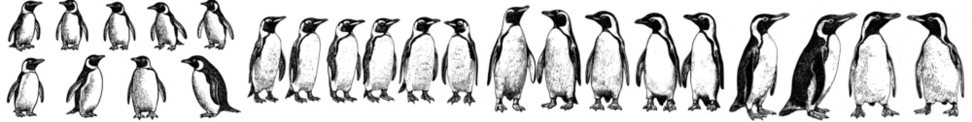 Wall Mural - Ink sketch of an isolated penguin set with wild bird background.