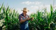 © gn8 - Farmer examining cornfield in summer for agricultural productivity and crop management