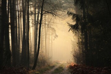 Wall Mural - The sun's rays hit the forest path on a misty morning