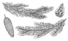 Vector illustration of Pine and Spruce Cone and branches. Outline Drawing with fir Christmas tree for New Year greeting cards or holiday invitations. Black line art of Coniferous twigs for Xmas.