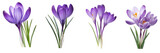 Purple crocus flower isolated on white or transparent background, cutout PNG