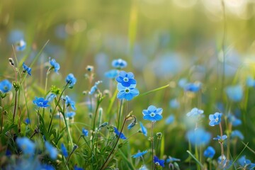 Poster - Delicate blue flowers blooming in a sunlit garden during early spring, creating a serene and tranquil atmosphere beneath soft sunlight