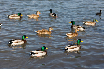 Wall Mural - Many wild mallards ducks swimming on the lake in park 