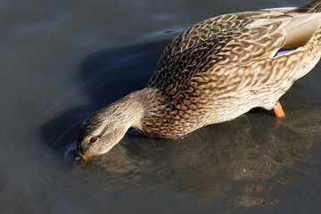 Wall Mural - Close up young female wild duck looking for food in the water in the lake 