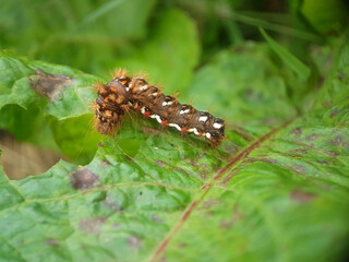 Wall Mural - moth butterfly caterpillar larvae summer