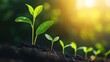 © florynstudio3 - Four green seedlings growing in soil, with the sun shining in the background.