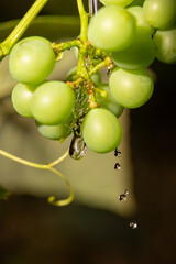 Wall Mural - Grapes with water drops, beautiful grape box with water drops forming beautiful designs. Selective focus.