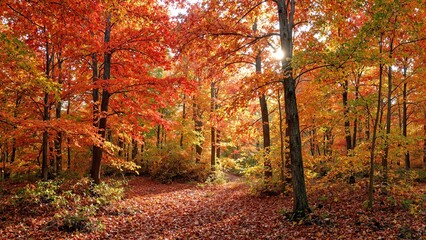 Wall Mural - vibrant autumn forest with fiery leaves and dappled sunlight