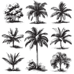 detailed vintage botanical illustrations showcasing various palm tree species and tropical plants, e