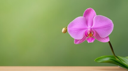 Wall Mural - A stunning pink orchid gracefully rests on a wooden table, showcasing its delicate beauty against a softly blurred background