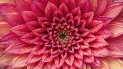 A close-up shot of a vibrant and intricate web of flower petals, creating a mesmerizing abstract pattern, intricate, vibrant, pattern