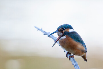 Wall Mural - Bird kingfisher Alcedo atthis sitting on a stick in a beautiful light. Close up