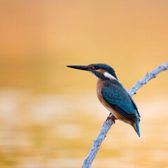 Wall Mural - Bird kingfisher Alcedo atthis sitting on a stick in a beautiful light. Close up