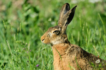 Wall Mural - Wild European Hare Lepus Europaeus. Head animal close up