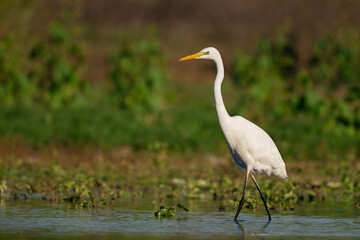 Poster - White heron in the habitat in the beautiful light.  Ardea alba..