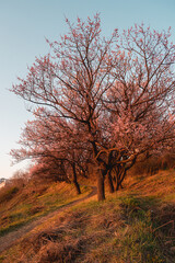 Wall Mural - Blossoming apricot trees in the sunset. Apricot tree branches with flowers