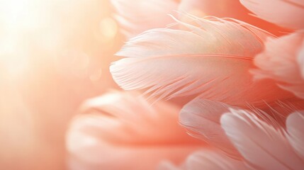 Poster - Soft peach colored feathers with a blurred background featuring selective focus and ample copy space