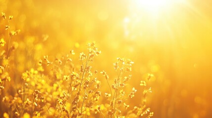 Wall Mural - Vibrant summer backdrop with a warm yellow glow ideal for template design