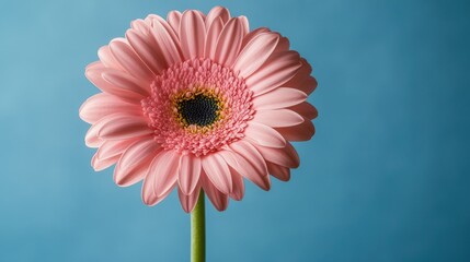 Canvas Print - Close up of a pink gerbera daisy on a tall stem set against a vivid blue backdrop with gentle lighting