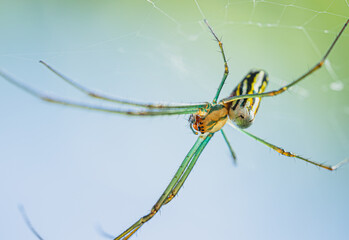 spider on a web