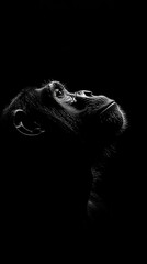 Aufkleber - A close-up of a monkey's face in profile against a stark black background.