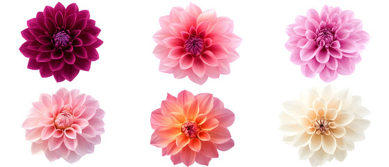 Wall Mural - A vibrant arrangement of six dahlia flowers in various colors, showcasing their intricate petals and natural beauty. Perfect for floral design inspiration or decoration.