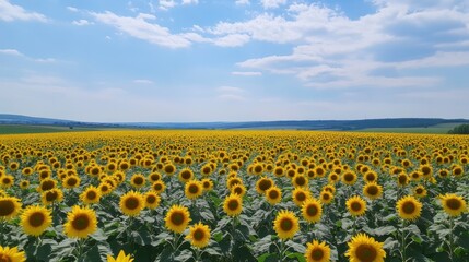 Poster - A majestic view of a sprawling sunflower field under a bright summer sky, with golden blooms stretching as far as the eye can see, Sunflower field scene