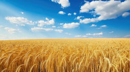 Poster - A picturesque view of a golden wheat field stretching to the horizon under a clear blue sky with fluffy white clouds, Wheat field scene, Sunny style