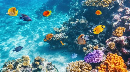 Poster - A picturesque view of a vibrant coral reef with schools of tropical fish swimming among colorful corals under clear turquoise waters, Coral reef scene, Vivid style