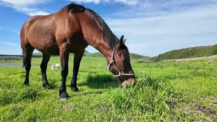 Aufkleber - 馬、放牧、動物、牧場、ウマ、草原、食べる、飼育、食事、放し飼い、自然、草食、干支、牧草地、もぐもぐ、牧草、サファリパーク、動物園、えさ、餌、アップ、環境、口、頭、青空、SDGs、サステナビリティ、野生、食物連鎖、生物多様性、平原、風景、景色、パノラマ、展望、地平線、かわいい、競走馬、乗馬クラブ、馬肉、家畜、日本、旅行、観光、レジャー、観察、ペット、広い、午年、野原