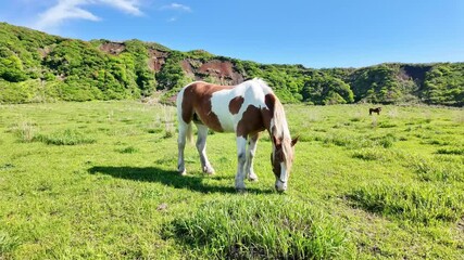 Poster - 馬、牧場、動物、草原、放牧、ウマ、食べる、牧草地、食事、飼育、自然、環境、野生、ローアングル、地平線、パノラマ、青空、SDGs、畜産業、牧畜、家畜、放し飼い、観光、旅行、観光客、サファリパーク、動物園、風景、景色、草食、草、平原、食む、もぐもぐ、競走馬、乗馬、広角、草地、放牧地、サステナビリティ、屋外、牧草、晴れ、干支、午年、酪農、畜産、野原、散歩、大地