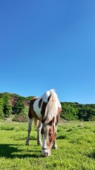Poster - 馬、牧場、動物、草原、放牧、ウマ、食べる、牧草地、食事、飼育、自然、環境、野生、ローアングル、地平線、パノラマ、青空、SDGs、畜産業、牧畜、家畜、放し飼い、観光、旅行、観光客、サファリパーク、動物園、風景、景色、草食、草、平原、食む、もぐもぐ、競走馬、乗馬、広角、草地、放牧地、サステナビリティ、屋外、牧草、晴れ、干支、迫力、午年、酪農、畜産、野原、散歩
