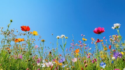 Poster - An enchanting view of a wildflower meadow under a clear blue sky, with a variety of colorful blooms swaying gently in the breeze, Wildflower meadow scene
