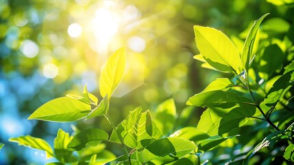 Wall Mural - close-up image of green leaves illuminated by the sun. the vibrant green of the leaves and the warm 