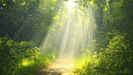 Wall Mural - Tranquil forest trail with sunbeams through mist, nature retreats and Earth Day.