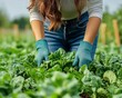 © Thanaseth - Agricultural worker girl with protective gloves, blue jeans back pocket visible, working in the field against a backdrop of fresh green plants