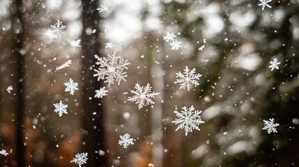 Poster - Delicate Snowflakes Falling Against a Blurred Forest Background