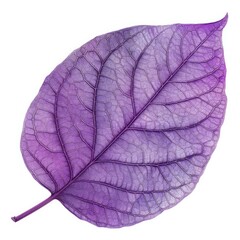 Poster - Studio shot of a purple leaf isolated on a white background, highlighting its intricate vein structure