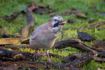 Aufkleber - A close up of a jay. It is on the ground feeding and has a beak full of peanuts. There is space for copy around the bird