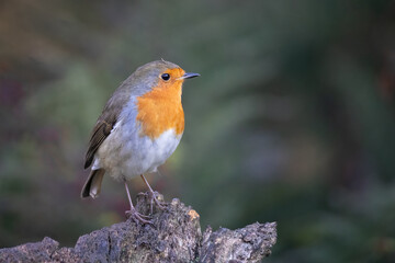 Aufkleber - A close up of a common European robin. It is perched on an old tree stump and has a natural out of focus background with space for text copy