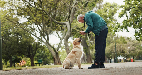 Poster - Training, dog and fitness with old man in park for walking, adventure and health. Animal care, support and morning with person and Labrador pet in nature for bonding, guide and wellness together