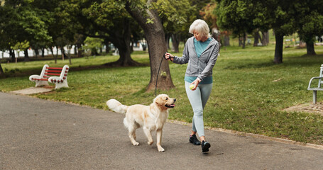 Poster - Walking, dog and tennis ball with old woman in park for training, adventure and health. Animal care, support and morning with person and Labrador pet in nature for bonding, guide and wellness