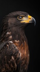 Aufkleber - A detailed portrait of a majestic hawk against a dark background.