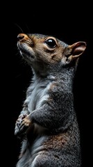 Aufkleber - A close-up portrait of a squirrel against a dark background, showcasing its features.