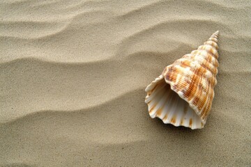 Poster - On a quiet sandy beach, a single seashell lies gently on the warm sand, surrounded by soft dunes and tranquility. Generative AI