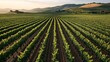 © altitudevisual - Expansive vineyard landscape with rows of grapevines under warm sunlight, rolling hills in the background, showcasing agricultural beauty and symmetry of cultivated fields.